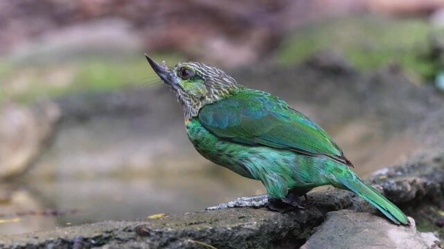 The Green-eared Barbet has a deformity; its upper beak is broken from drilling into a tree cavity.