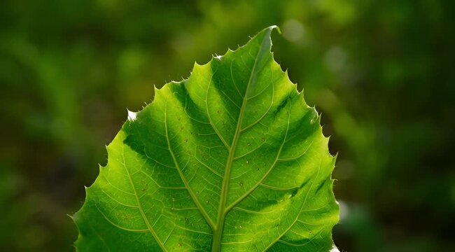 Fresh macro foliage featuring a close up of green maple and oak leaves with a natural texture