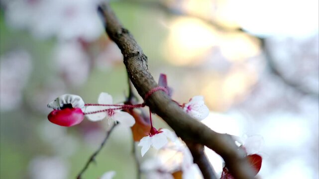 Martenitsa tied on flowering cherry tree branch during spring season in balkan traditional sunlight.