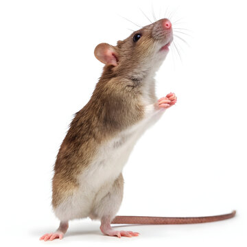 Brown and white mouse standing on hind legs looking up