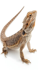 Naklejka premium Bearded dragon on white background