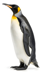 Fototapeta premium King penguin standing on white background