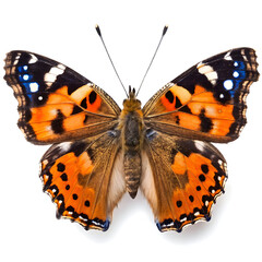 Naklejka premium Vibrant orange and black butterfly with white spots on wings