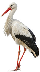 Fototapeta premium White stork standing profile view