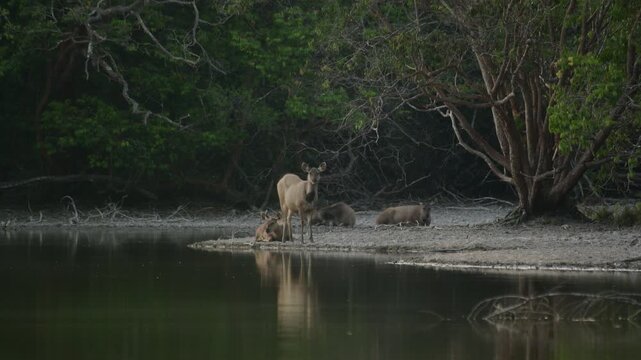 Wild Sambar deer or Rusa unicolor with velvet antler walking then drinking water from natural pond in the jungle.