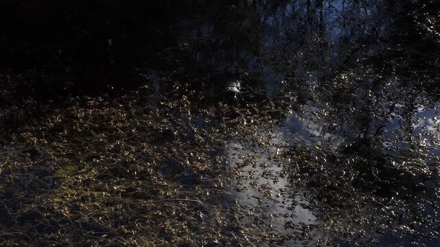 A close-up view of the vegetation growing on the water's surface. Much movement on the surface with the dazzle of natural daylight.