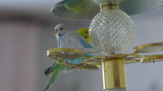 Pair Of Budgerigars Peering Behind Chandelier Globe. Tender Scene Of Two Pastelcolored Budgerigars Observing From Behind Transparent Chandelier Globe In Peaceful Indoor Environment