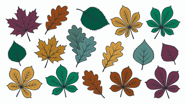Set of colorful stylized autumn leaf illustrations including maple oak and birch shapes with outlines on white background, representing seasonal decoration, illustrating botanical design elements