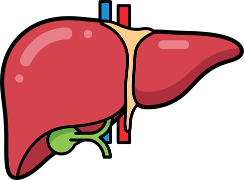 A cartoon illustration of the human liver, showing its anatomy, gallbladder, and associated blood vessels.