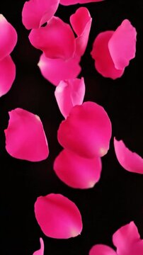 Falling pink flower petals against a dark background