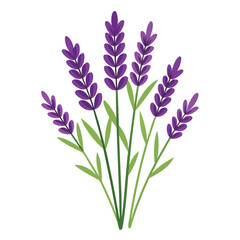 Fototapeta premium Bouquet of lavender flowers with purple blooms and green leaves isolated on a clean background