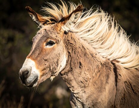 Close-up of a charming donkey with flowing blonde mane, set against a blurred background