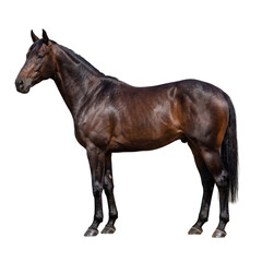 Fototapeta premium Majestic dark brown horse standing in profile, powerful thoroughbred stallion with glossy coat, athletic bay equine portrait for equestrian branding isolated PNG with Transparent Background