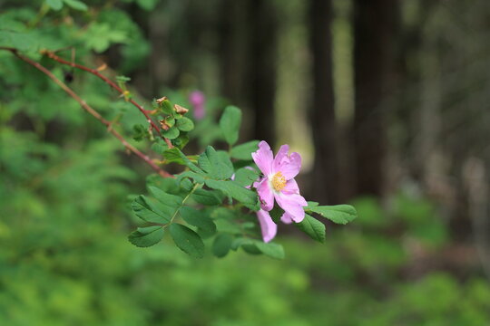 The Woods And A Lovely Wild Rose 