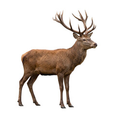 Obraz premium Majestic red deer stag with large antlers, noble male elk standing in profile, wild forest animal with brown fur and impressive rack isolated PNG with Transparent Background