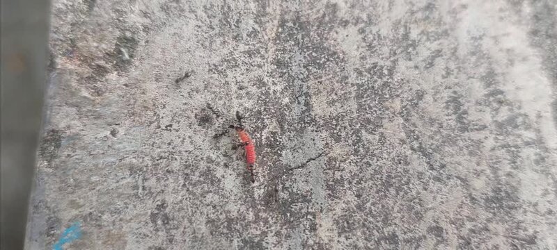 Black ants attack and eat small caterpillars. 