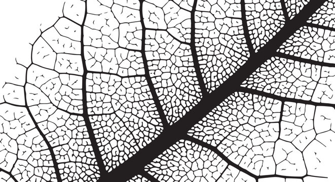 Intricate Black and White Leaf Vein Pattern Closeup