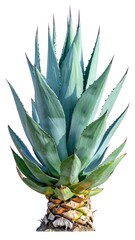 Fototapeta premium Close-up of a blue-green agave plant, with sharp leaves and a rough, textured base