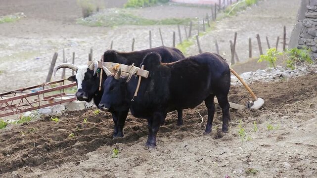 Two oxen yoked together preparing farmland for cultivation, showcasing traditional ploughing methods and rural agricultural lifestyle in Indian village environment.