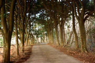 Fototapeta premium Tree-Lined Forest Path Under Dense Canopy