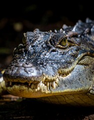 Fototapeta premium Close-up view of a reptile's head showing details of eyes, scales, and teeth