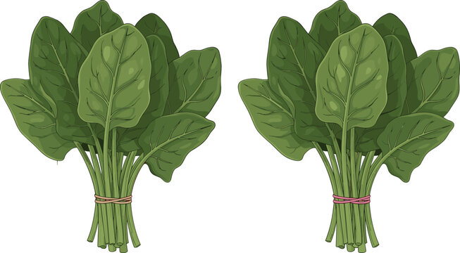 Fresh spinach bunches with green leafy vegetables, organic healthy food vector illustration isolated for cooking, nutrition, and farm produce design