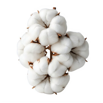 A large white cotton boll with brown spikes isolated on white background