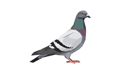 Fototapeta premium Pigeon bird isolated on white background, side view, urban wildlife