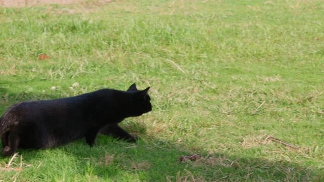 Cat readies attack. Feline gets ready to pounce. Hidden feline stands prepared for quick sudden assault. Concealed cat anticipates unexpected and rapid strike from its opponent