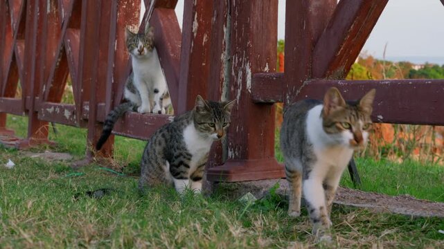 Feline examines surroundings. Cat investigates fence and grass. Curious cat explores neighborhood and wooden barriers. Tabby ventures around fences while sniffing grass with close inspection