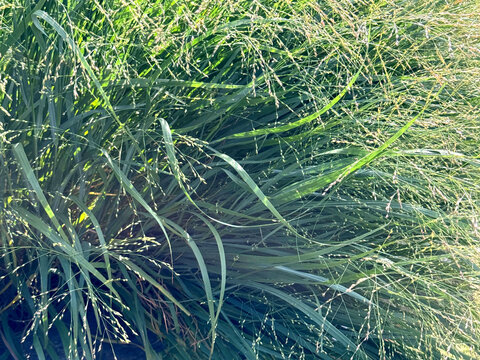 Panicum vigratum grass green switchgrass in the field.