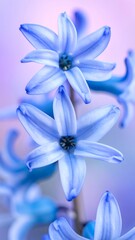 Fototapeta premium Close-up of delicate blue and purple hyacinth blossoms, highlighting petal details