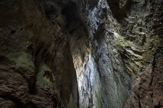 tree in the cave