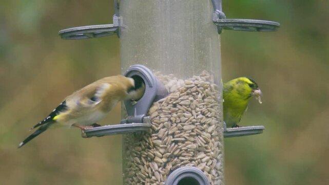 A goldfinch and a Eurasian siskin feeding together at a garden bird feeder, showing natural interaction and foraging behaviour. Close-up UK wildlife footage with soft background.