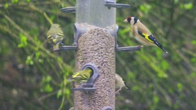 Multiple small birds including a European goldfinch and Eurasian siskins feeding together on a garden bird feeder. Captured in natural outdoor conditions in the UK, showing group feeding behaviour and