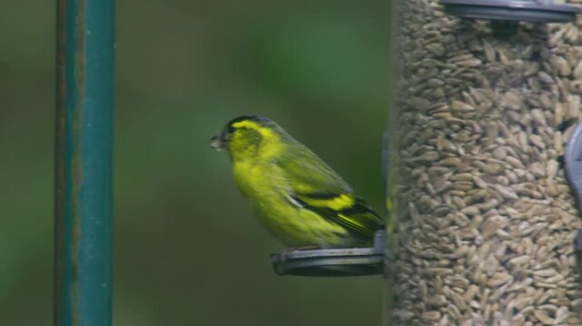 Close-up footage of a Eurasian siskin feeding on a garden bird feeder. Captured in natural outdoor conditions in the UK, showing detailed plumage and natural feeding behaviour of this small finch spec