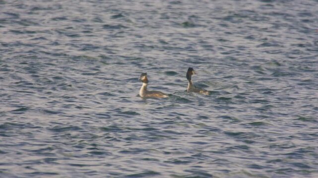 Two great crested grebes swimming across choppy water on a lake. Natural UK wildlife scene showing waterbird behaviour in windy conditions with rippling surface.
