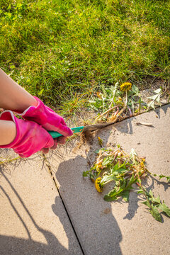 Close view of a hand removing weed out of terrace paving stones in a garden