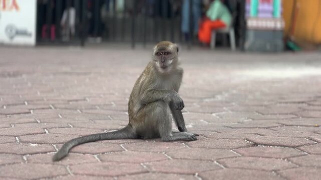 Static handheld close up of a wild long tailed macaque sitting on paved ground at Batu Caves with mouth open, blurred crowd of tourists visible behind
