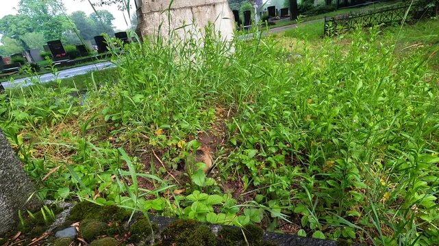 Hamster in long grass by stone monument with gravestones behind, while a person walks along the path on the right; calm, quiet cemetery wildlife moment.