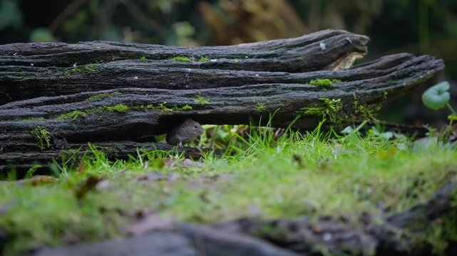 Bank vole under fallen log at night surveys the forest floor, alert and cautious. Natural woodland habitat with mossy bark and grass, low light wildlife behavior close-up.