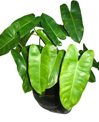 Philodendron green leaf tropical plant houseplant potted plant foliage indoor plant heart leaf botanical nature home decor lush philodendron green leaf tropical plant houseplant potted plant © plaassc