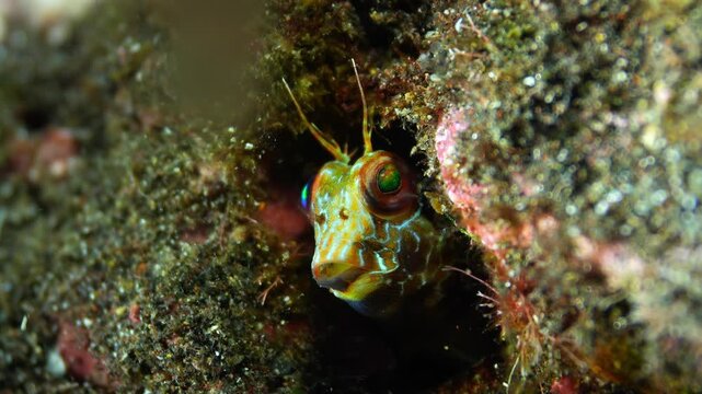 Macro of small Parablennius goreensis looking from a crevice with moving algae