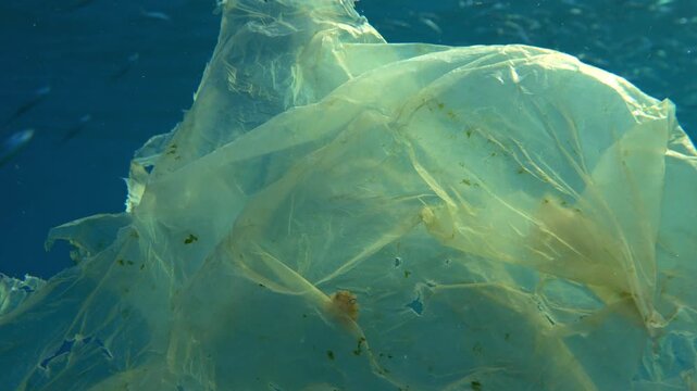 Tracking shot from a tiny octopus on a plastic bag to a school of fish in Tenerife
