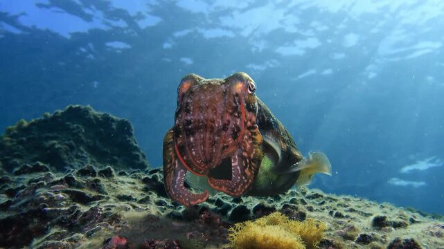 Low angle shot of a Sepia officinalis on a rocky reef looking at the camera, featuring dramatic backlighting and tentacles detail