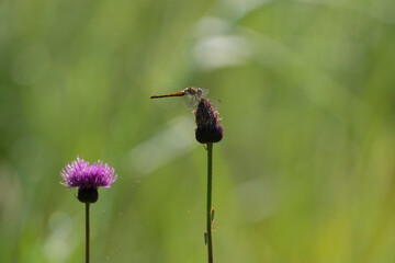 ノアザミに止まる赤トンボ © 義之 古川