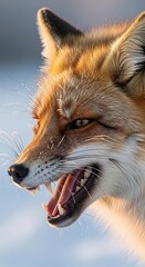 Naklejka premium Red fox snarling showing teeth in snowy close portrait