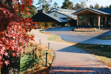 Obraz premium Scenic winding pathway through vibrant red maple trees in autumn at Karuizawa, Japan.