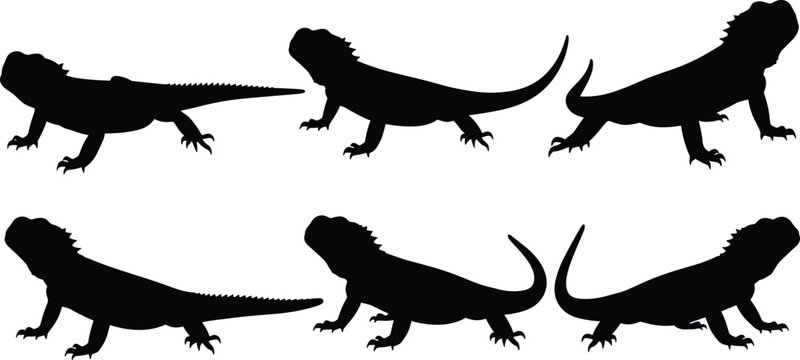 Uromastyx lizard silhouette collection with side view poses. Spiny tail desert reptile set isolated for wildlife, animal, and nature design.