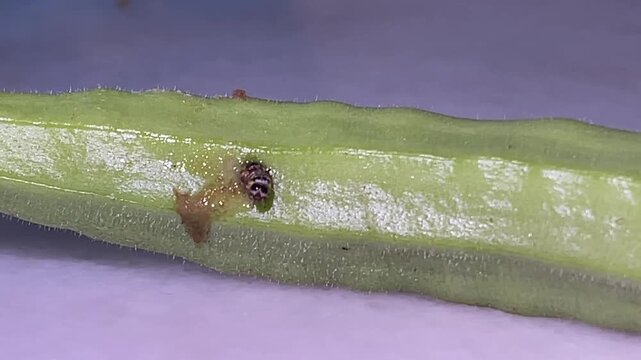 A Spiny Bollworm caterpillar Earias vitella emerges slowly from a hole in an okra Abelmoschus esculentus stem.